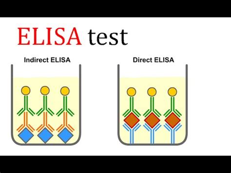 elisa test youtube|elisa test explained.